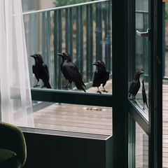 WINDOW & WALL DECOR REALISTIC CROW STICKERS GOTHIC RAVEN SELF ADHESIVE