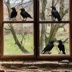 WINDOW & WALL DECOR REALISTIC CROW STICKERS GOTHIC RAVEN SELF ADHESIVE